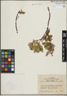 Foto von Salix hastata L.